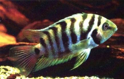 american cichlids